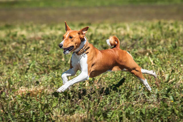 Chien Basenji en plein saut