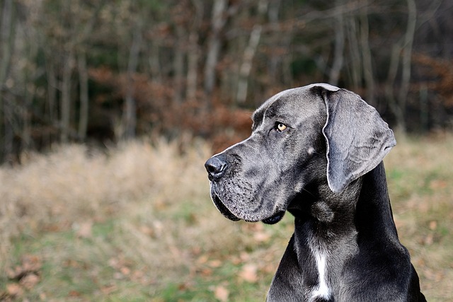 Dogue allemand noir au bord d`une forêt.
