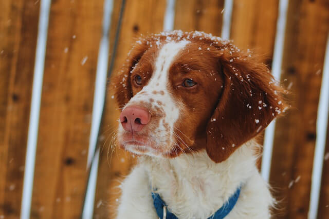 Epagneul breton blanc et marron sous la neige.