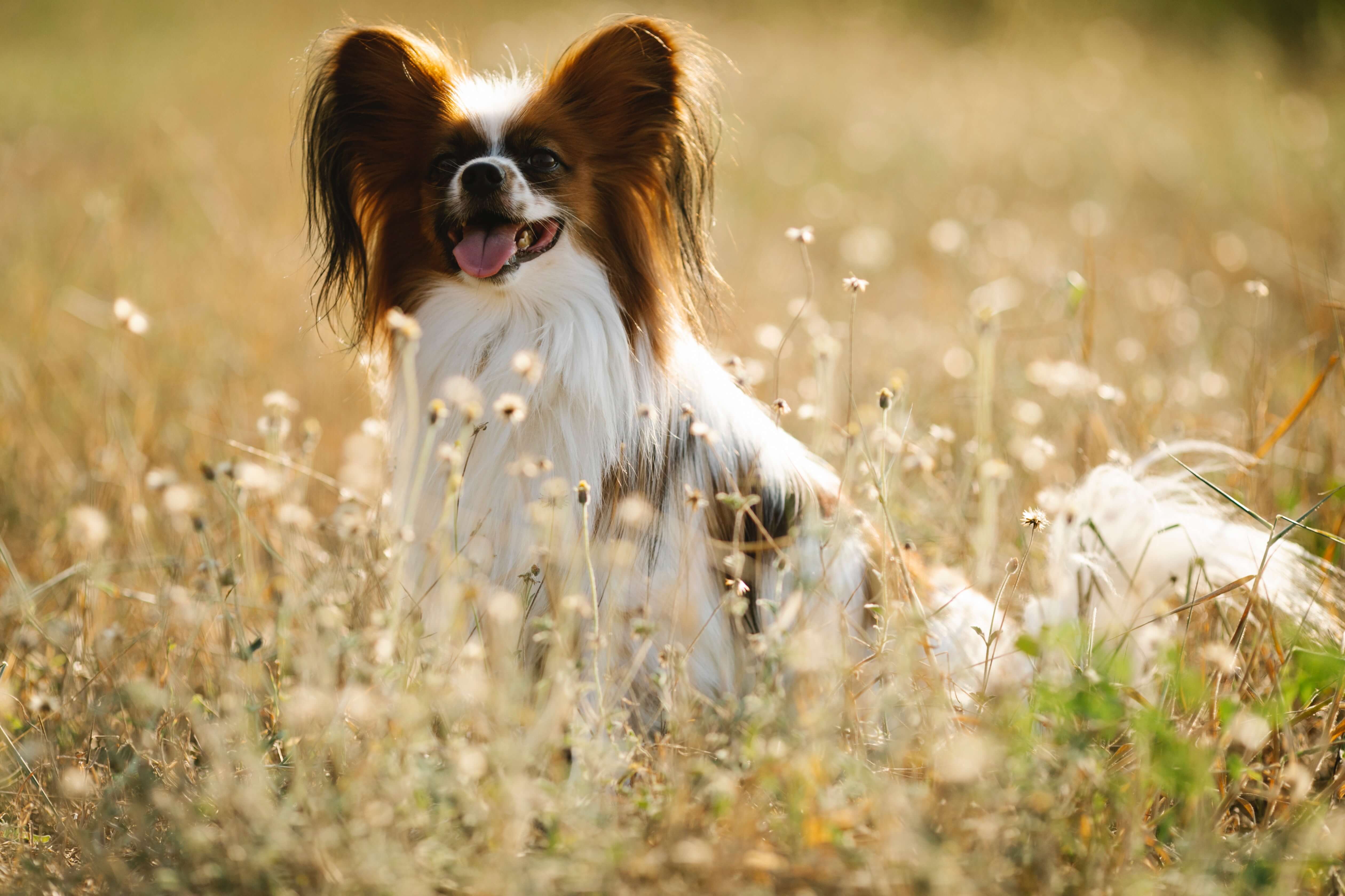 chien papillon