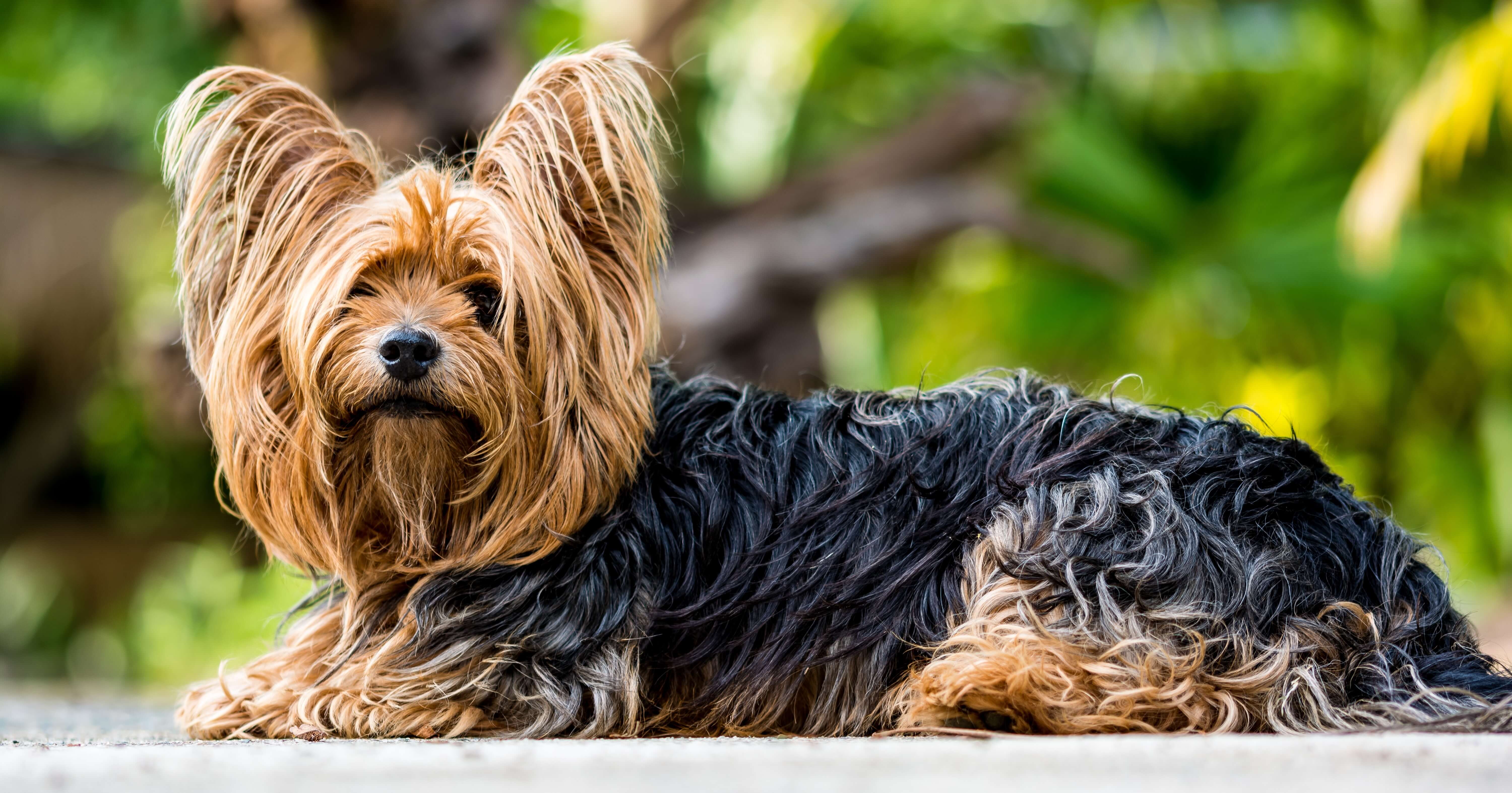 chien yorkshire terrier