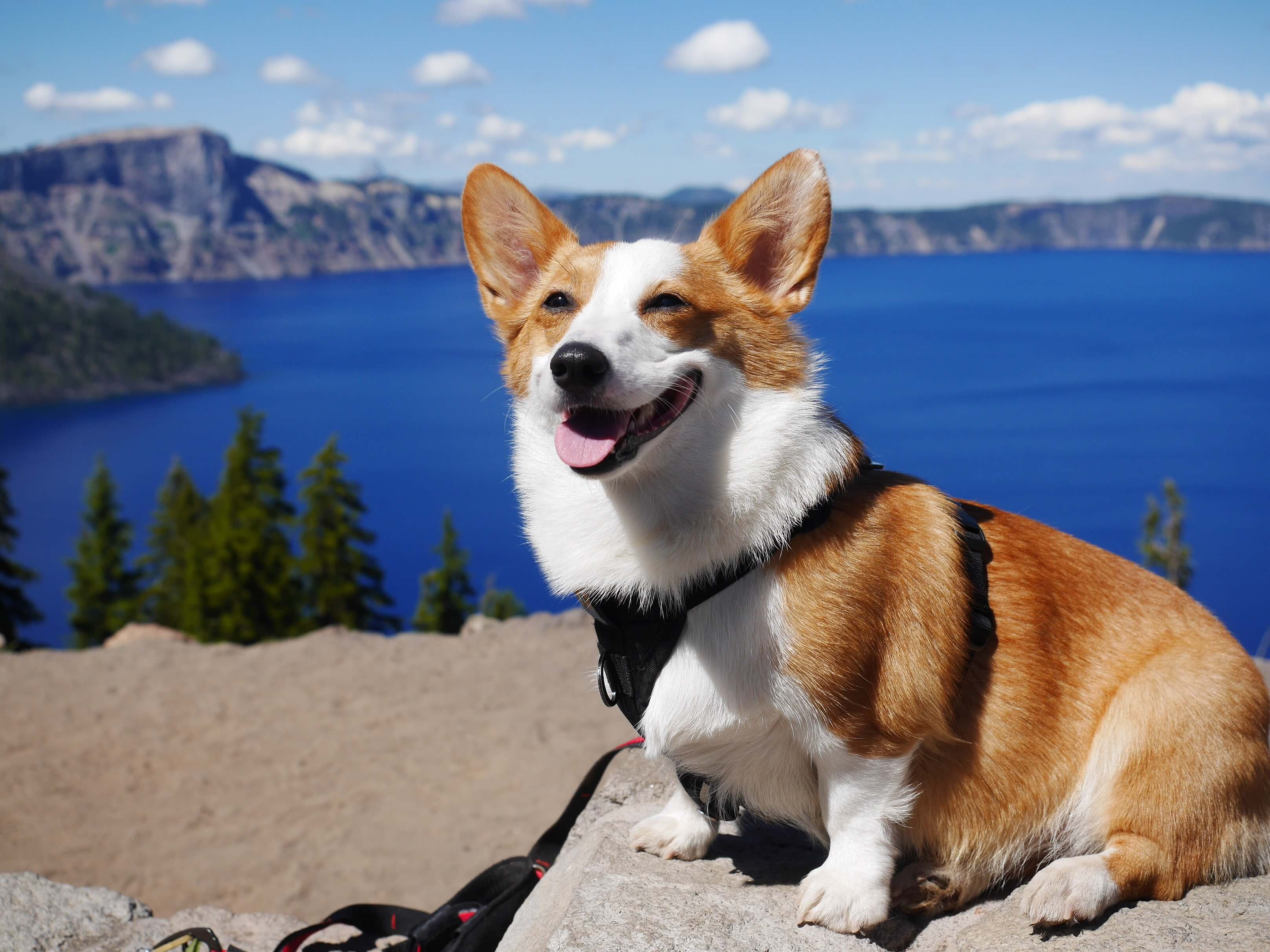 chien welsh corgi